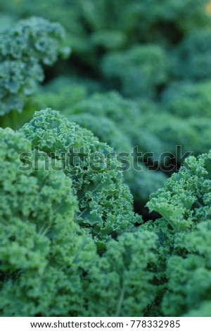Kale green plant textures close up gardening background