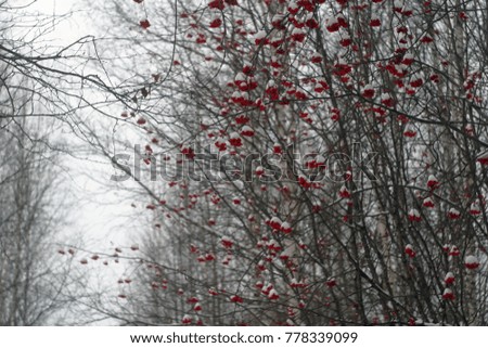 Branches of a rowan tree with red berries covered with white snow. Festive winter background