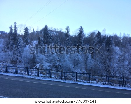 Mountain tree in winter