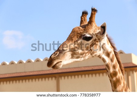 Cute giraffe against blue sky