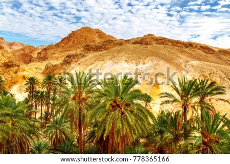 Scenic view of mountain oasis Chebika. Sahara Desert, Tunisia, Africa.
