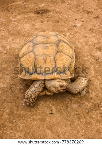 turtle in desert landscape