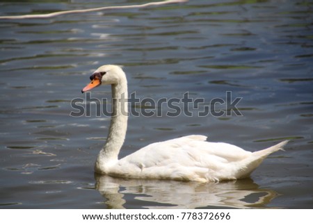 Picture of a Swan