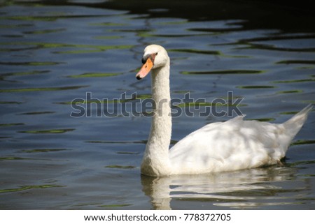 Picture of a Swan