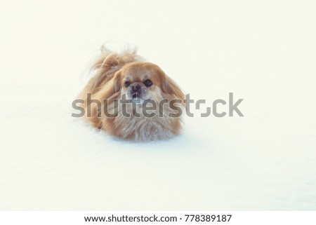 Golden pekingese walk at the snow in winter park. Walk in winter outdoors with little red pet on a yard. Best friend ever for human