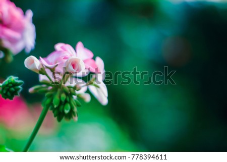 Choose focus and soft focus,
The pattern of pink and red flowers is naturally blooming in a flower garden on a blurred green background in the bright morning.
egonias tuberous (Begonia tuberhybrida)