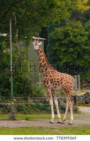 Beautiful Giraffe Portrait