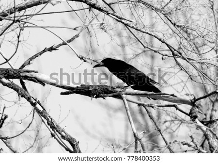 bird of a crow on a tree against the sky
