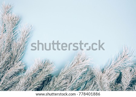 Snowy fir branches on blue background. Christmas and winter concept.