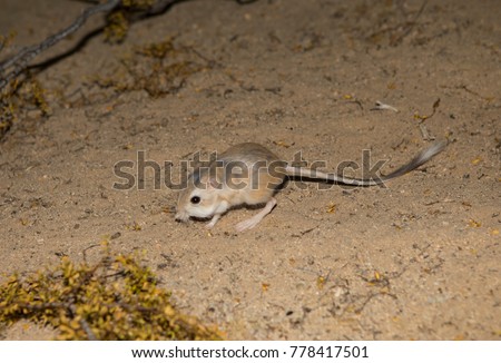 Kangaroo rat in Mojave desert