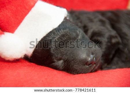 Newborn puppy in a red hat lies on the background of Christmas decorations
