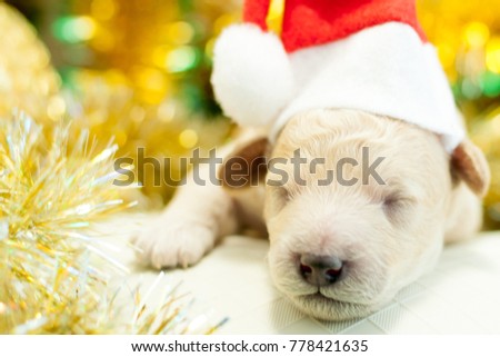 Newborn puppy in a red cap lies on the background of New Year's toys