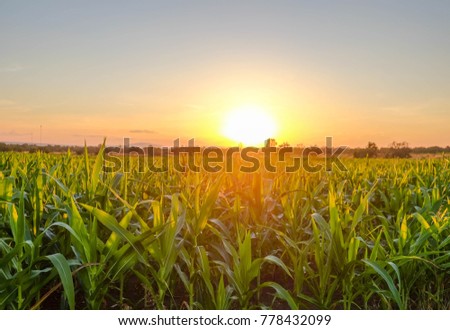 a front selective focus picture of organic young corn field at agriculture farm in the morning sunrise.