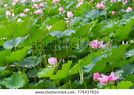Pond in a blooming lotus