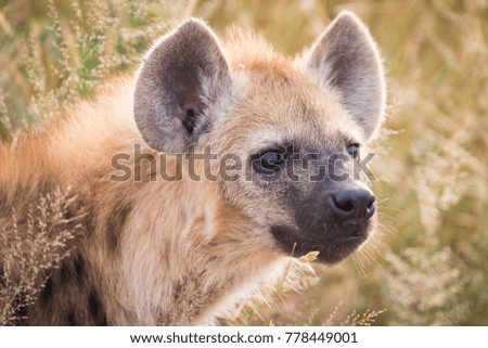 Young spotted hyena backlit by the sunrise