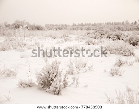 Christmas fairy tale snow scenary. Winter cloudy landscape with snow on the ground and frost on branches of the booshes.