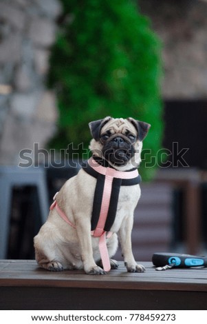 Pug dog. Sits on a wooden bench. On a leash. Beautiful dog. Outdoors.