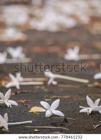 The Cork Tree Flowers Fell to The Ground