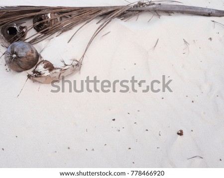 Coconut and palm branch on the beach in white sand, frame, background