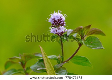 Wild Water Mint Purple Flower, against Natural Green Background, in the Danube Delta