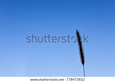 Silhouette of malt plant with blue shade color of sky in background