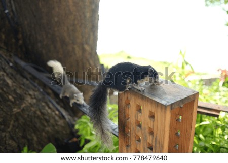 Close up of cute black squirrel eating nut on wood box