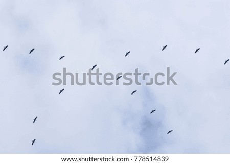 A lot of birds are flying in the sky with white clouds.
