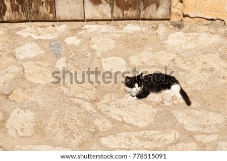 Black - and-white stray cat on the rocks under the rays of the sun.