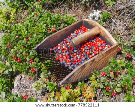 blueberry and lingonberry harvest 