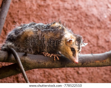 Portrait of Common opossum, Didelphis marsupialis, Ecuador