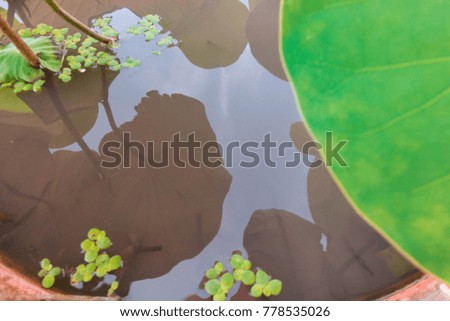 lotus shadow inside pond