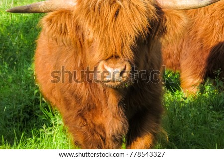 Highland cattle cow looking into the camera on a grassy field in sunlight.