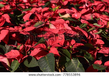 Red flowers on Christmas Eve
