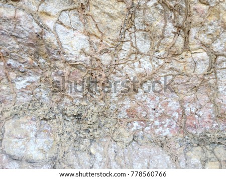 Termite nest on stone