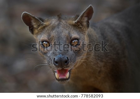 portrait of Fossa - Cryptoprocta ferox, Kirindi forest, Madagascar, picture made in the evening light, direct eyes contact