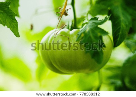 Outdoor photography of a green tomato