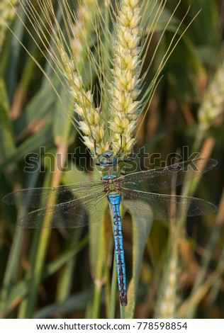 Emperor dragonfly - Anax imperator - male