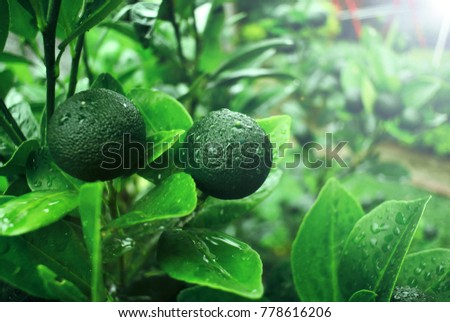 Outdoor photography of plant object