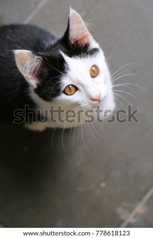 Cute black and white kitten with big ears looking up