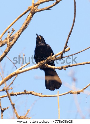 bird of a crow on a tree against the sky