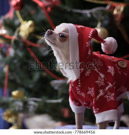  Humorous picture of a little dog in a red dress on a background decorated with lit Christmas trees. Soft focus.