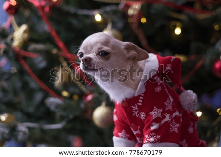  Humorous picture of a little dog in a red dress on a background decorated with lit Christmas trees. Soft focus.