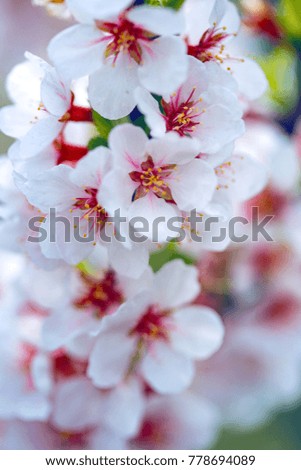 beautiful spring background blooming apricot
