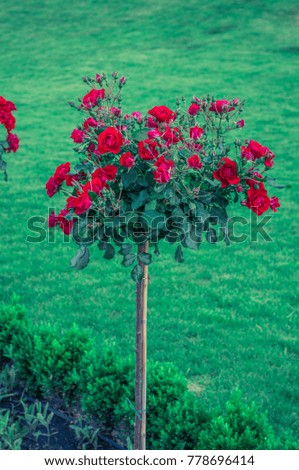bush of red roses in a green park