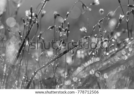 Drops in the grass black and white