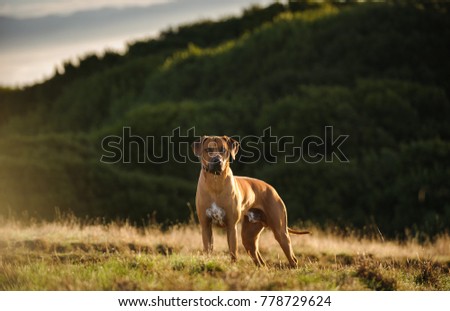 Rhodesian Ridgeback dog outdoor portrait standing in field Royalty-Free Stock Photo #778729624