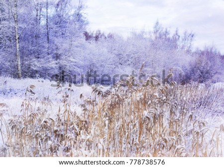 Miracle winter forest covered by snow. Frozen trees and dry grass. Saint-Petersburg.