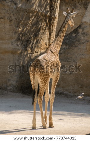 Giraffe standing close