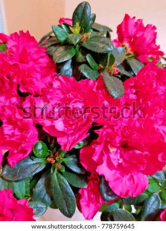 Pink flower is fresh pink on a bouquet with many flowers.