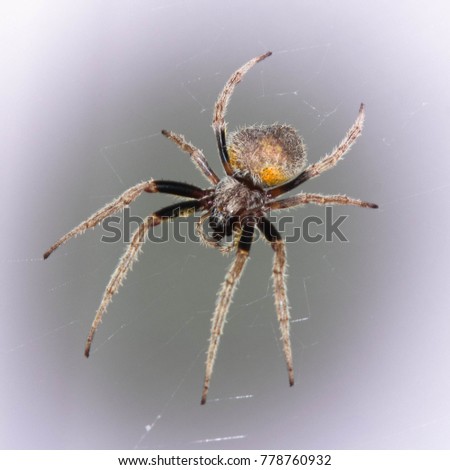 A common house spider pictured with a light contrast background and a soft white vignette  